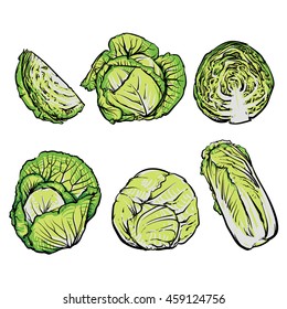 Vector cabbage isolated on a white background. Hand drawn sketch style cabbages set. Isolated vegetable engraved style objects. 