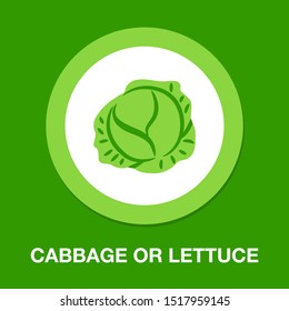 vector cabbage or lettuce illustration isolated - healthy vegetable, nutrition icon - green veggie food