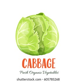 Vector cabbage. Vegetable illustration for farm market menu. Healthy food design