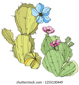 Vector Cacti floral botanical flower. Wild spring leaf wildflower isolated. Green and blue engraved ink art. Isolated cacti illustration element.