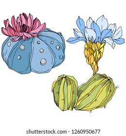 Vector Cacti floral botanical flower. Wild spring leaf wildflower isolated. Green and blue engraved ink art. Isolated cacti illustration element.