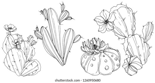 Vector Cacti floral botanical flower. Wild spring leaf wildflower isolated. Black and white engraved ink art. Isolated cacti illustration element.