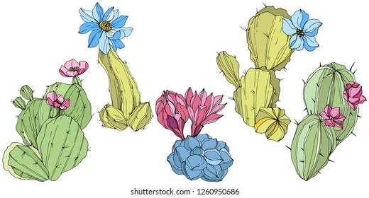 Vector Cacti floral botanical flower. Wild spring leaf wildflower isolated. Green and blue engraved ink art. Isolated cacti illustration element.
