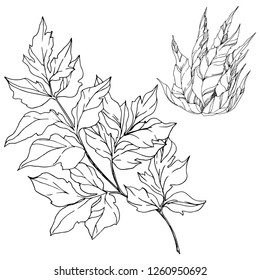 Vector Cacti floral botanical flower. Wild spring leaf wildflower isolated. Black and white engraved ink art. Isolated cacti illustration element.