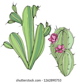 Vector Cacti floral botanical flower. Wild spring leaf wildflower isolated. Green and blue engraved ink art. Isolated cacti illustration element.