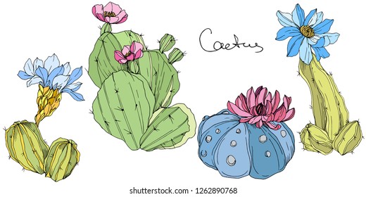 Flor botánica floral vectorial Cacti. Flor silvestre de hojas de primavera silvestre aislada. Arte de tinta con grabado verde y azul. Elemento de ilustración de cactus aislado.
