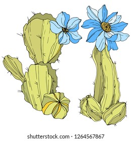 Vector Cacti floral botanical flower. Wild spring leaf wildflower isolated. Green and blue engraved ink art. Isolated cacti illustration element.