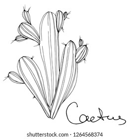 Vector Cacti floral botanical flower. Wild spring leaf wildflower isolated. Black and white engraved ink art. Isolated cacti illustration element.