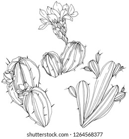 Vector Cacti floral botanical flower. Wild spring leaf wildflower isolated. Black and white engraved ink art. Isolated cacti illustration element.