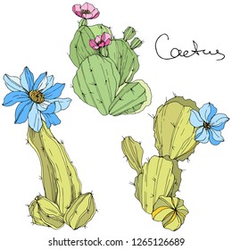 Vector Cacti floral botanical flower. Wild spring leaf wildflower isolated. Green and blue engraved ink art. Isolated cacti illustration element.