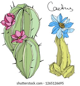 Vector Cacti floral botanical flower. Wild spring leaf wildflower isolated. Green and blue engraved ink art. Isolated cacti illustration element.