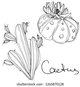Vector Cacti floral botanical flower. Wild spring leaf wildflower isolated. Black and white engraved ink art. Isolated cacti illustration element.