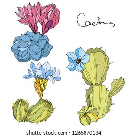 Vector Cacti floral botanical flower. Wild spring leaf wildflower isolated. Green and blue engraved ink art. Isolated cacti illustration element.