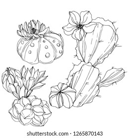 Vector Cacti floral botanical flower. Wild spring leaf wildflower isolated. Black and white engraved ink art. Isolated cacti illustration element.