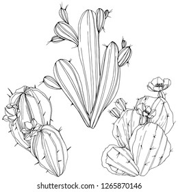 Vector Cacti floral botanical flower. Wild spring leaf wildflower isolated. Black and white engraved ink art. Isolated cacti illustration element.