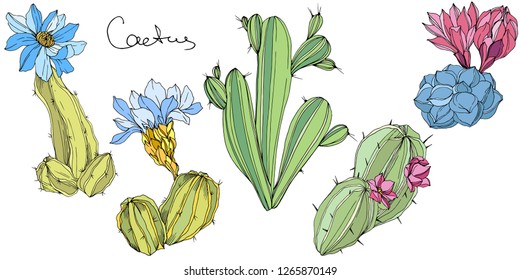 Vector Cacti floral botanical flower. Wild spring leaf wildflower isolated. Green and blue engraved ink art. Isolated cacti illustration element.
