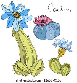 Vector Cacti floral botanical flower. Wild spring leaf wildflower isolated. Green and blue engraved ink art. Isolated cacti illustration element.