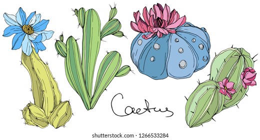 Vector Cacti floral botanical flower. Wild spring leaf wildflower isolated. Green and blue engraved ink art. Isolated cacti illustration element.