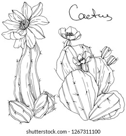 Vector Cacti floral botanical flower. Wild spring leaf wildflower isolated. Black and white engraved ink art. Isolated cacti illustration element.