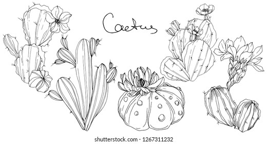 Vector Cacti floral botanical flower. Wild spring leaf wildflower isolated. Black and white engraved ink art. Isolated cacti illustration element.