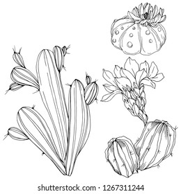 Flor botánica floral vectorial Cacti. Flor silvestre de hojas de primavera silvestre aislada. Arte con tinta grabada en blanco y negro. Elemento de ilustración de cactus aislado.