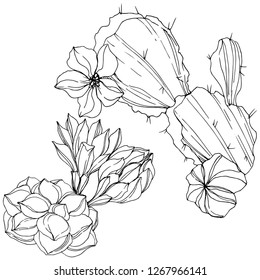 Flor botánica floral vectorial Cacti. Flor silvestre de hojas de primavera silvestre aislada. Arte con tinta grabada en blanco y negro. Elemento de ilustración de cactus aislado.