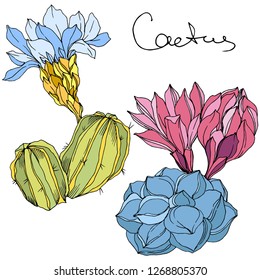 Vector Cacti floral botanical flower. Wild spring leaf wildflower isolated. Green and blue engraved ink art. Isolated cacti illustration element.