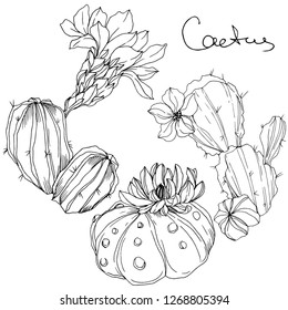 Vector Cacti floral botanical flower. Wild spring leaf wildflower isolated. Black and white engraved ink art. Isolated cacti illustration element.