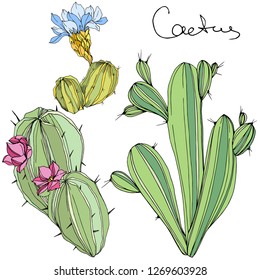Vector Cacti floral botanical flower. Wild spring leaf wildflower isolated. Green and blue engraved ink art. Isolated cacti illustration element.