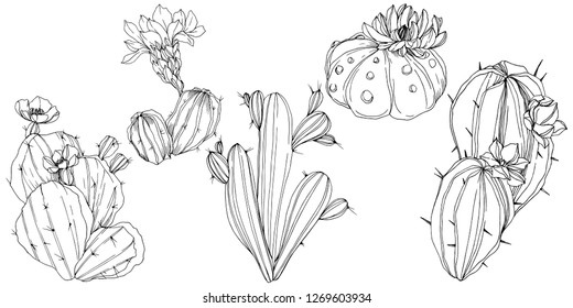 Vector Cacti floral botanical flower. Wild spring leaf wildflower isolated. Black and white engraved ink art. Isolated cacti illustration element.