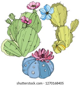 Vector Cacti floral botanical flower. Wild spring leaf wildflower isolated. Green and blue engraved ink art. Isolated cacti illustration element.