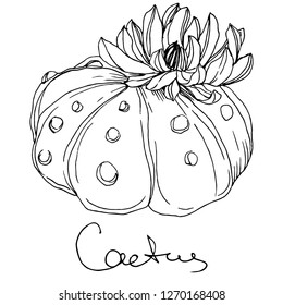 Vector Cacti floral botanical flower. Wild spring leaf wildflower isolated. Black and white engraved ink art. Isolated cacti illustration element.