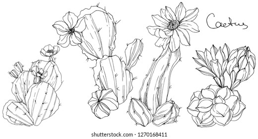 Vector Cacti floral botanical flower. Wild spring leaf wildflower isolated. Black and white engraved ink art. Isolated cacti illustration element.