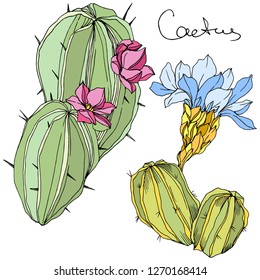 Vector Cacti floral botanical flower. Wild spring leaf wildflower isolated. Green and blue engraved ink art. Isolated cacti illustration element.