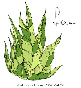 Vector Cacti floral botanical flower. Wild spring leaf wildflower isolated. Green and blue engraved ink art. Isolated cacti illustration element.