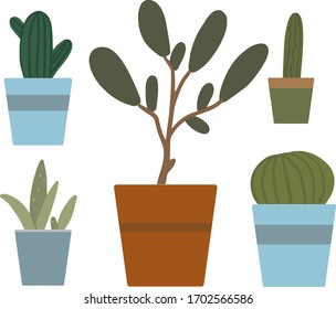 vector cacti and succulents in pots