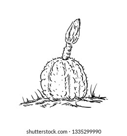 vector - cactus in desert - desert countryside 