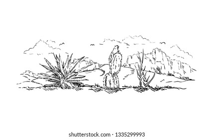 vector - cactus in desert - desert countryside 