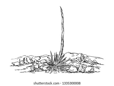 vector - cactus en el desierto - desierto 