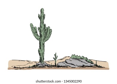 vector - cactus en el desierto - desierto 