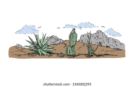 vector - cactus in desert - desert countryside 