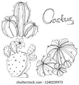 Vector Cactus. Floral botanical flower. Black and white engraved ink art. Isolated cacti illustration element on white background.