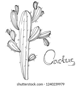 Vector Cactus. Floral botanical flower. Black and white engraved ink art. Isolated cacti illustration element on white background.