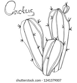 Vector Cactus. Flor botánica floral. Arte con tinta grabada en blanco y negro. Elemento gráfico de cactus aislado sobre fondo blanco.