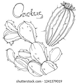 Vector Cactus. Floral botanical flower. Black and white engraved ink art. Isolated cacti illustration element on white background.