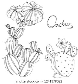 Vector Cactus. Floral botanical flower. Black and white engraved ink art. Isolated cacti illustration element on white background.
