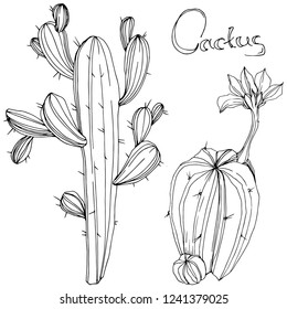 Vector Cactus. Floral botanical flower. Black and white engraved ink art. Isolated cacti illustration element on white background.
