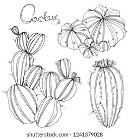 Vector Cactus. Floral botanical flower. Black and white engraved ink art. Isolated cacti illustration element on white background.