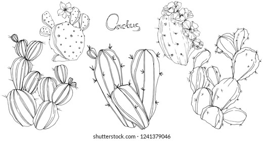 Vector Cactus. Floral botanical flower. Black and white engraved ink art. Isolated cacti illustration element on white background.