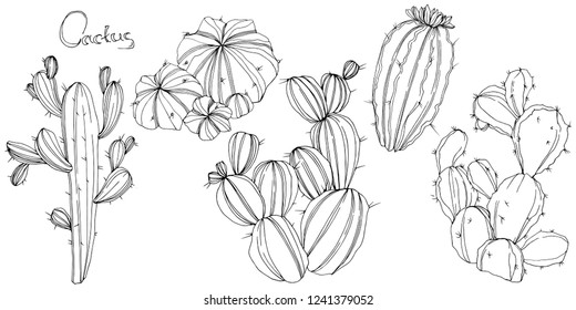Vector Cactus. Floral botanical flower. Black and white engraved ink art. Isolated cacti illustration element on white background.